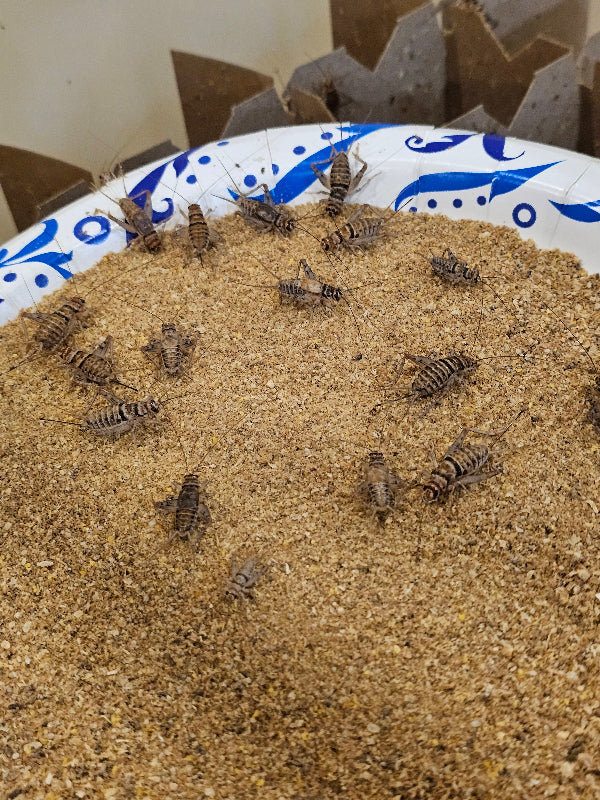 crickets for sale