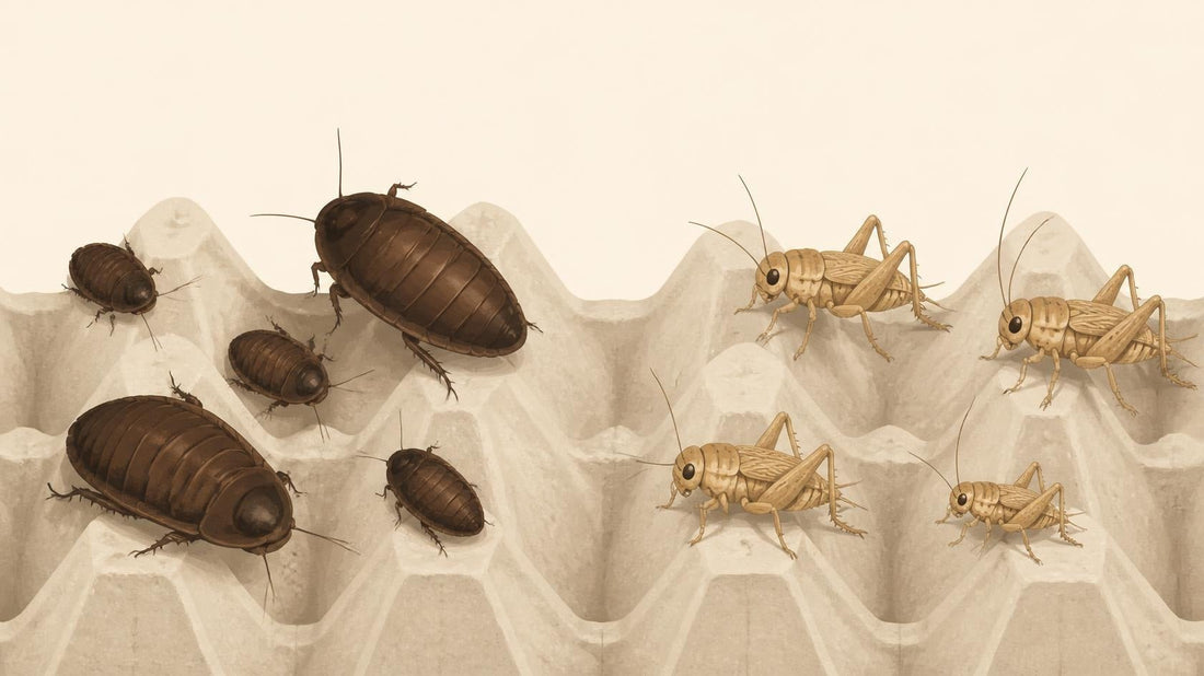 Best DubiaRoaches.com Alternatives for Bulk Orders - Carolina Crickets