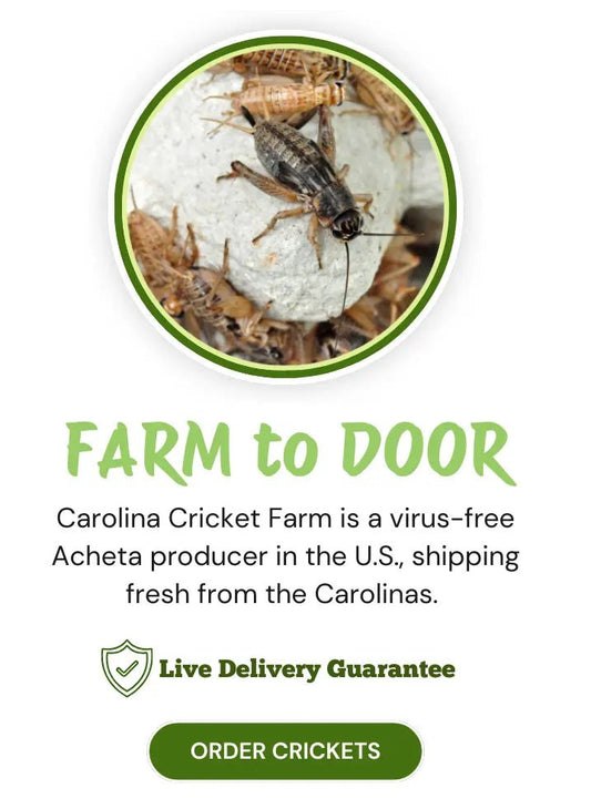 Buy Live Crickets Near Me | Closest Farm to your Doorstep. - Carolina Crickets