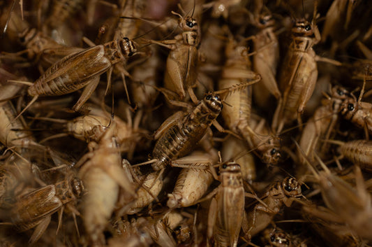 The Great Cricket Pivot: Seven Decades of American Cricket Farming and the Rise of the Banded Cricket