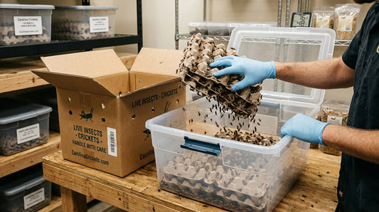 Live Cricket Care 101: How to Unpack and Keep Feeder Crickets Alive