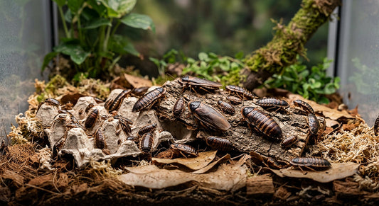 Live Dubia Roaches for Sale: The Ultimate Guide to Premium Feeder Insects for Exotic Pets