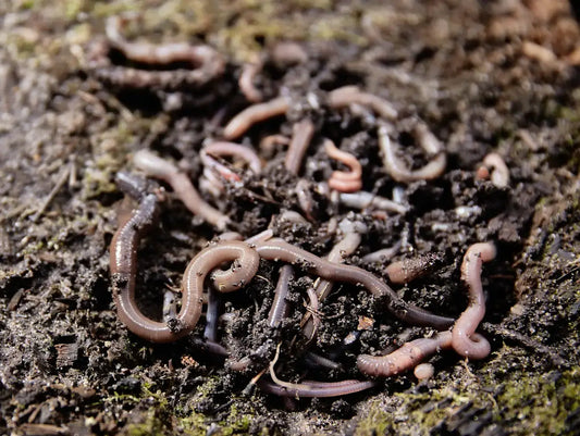 Buy Red Worms (Red Wigglers) for Sale