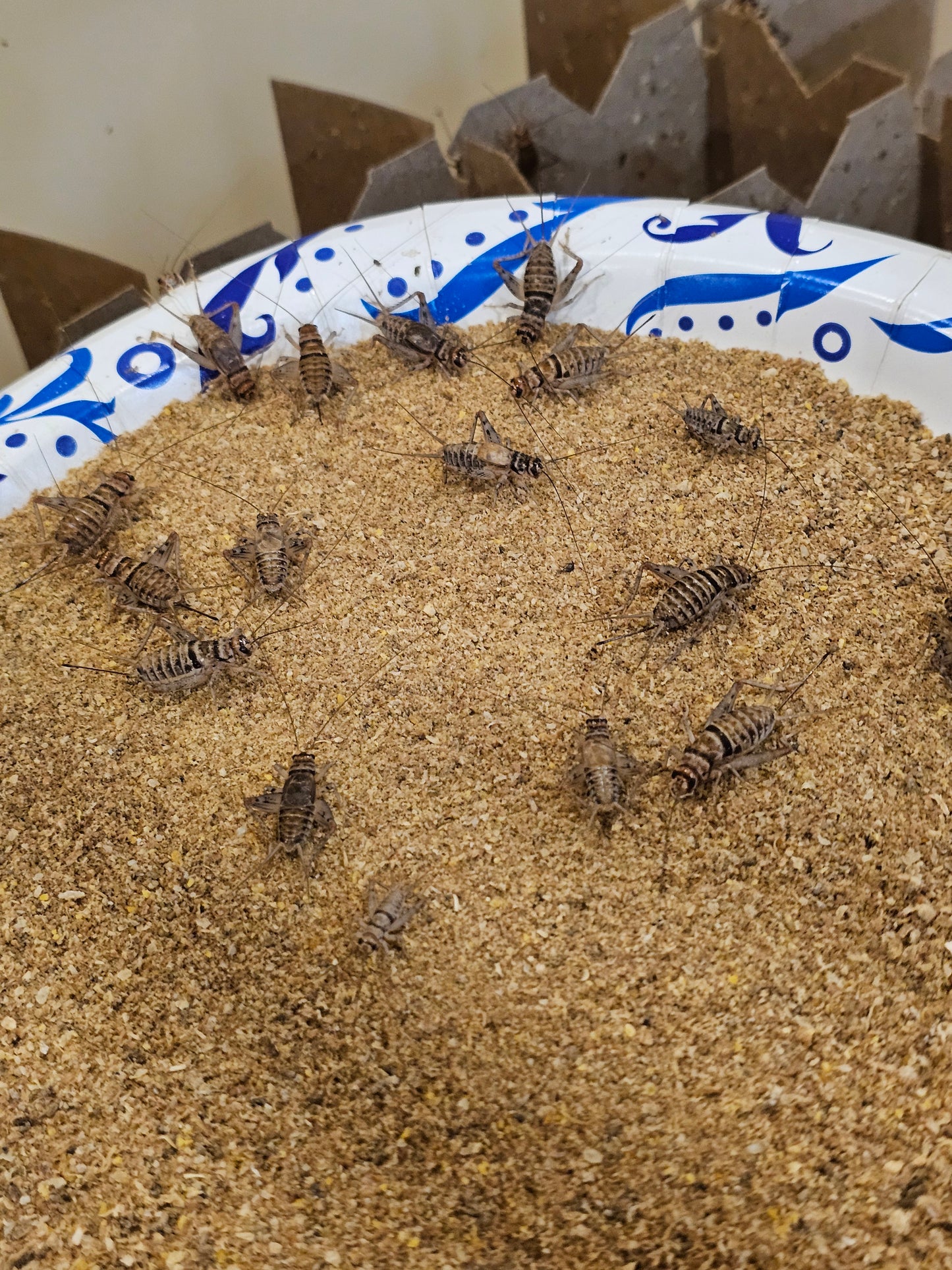 Live Crickets For Sale