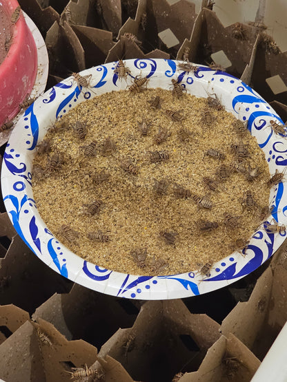 Live Crickets For Sale