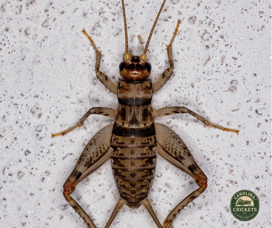 Live Crickets For Sale