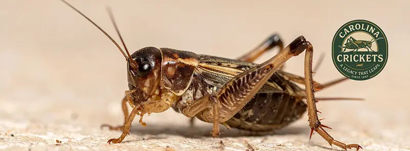 Carolina Cricket Farm