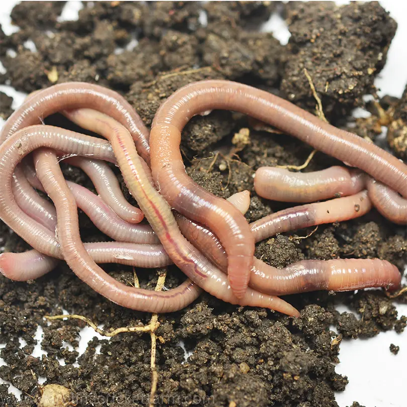 Live nightcrawlers on soil
