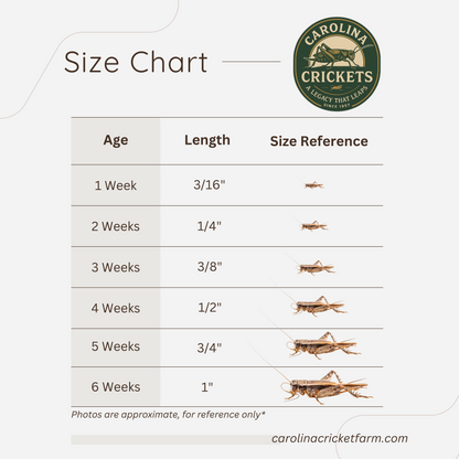 Live Crickets For Sale