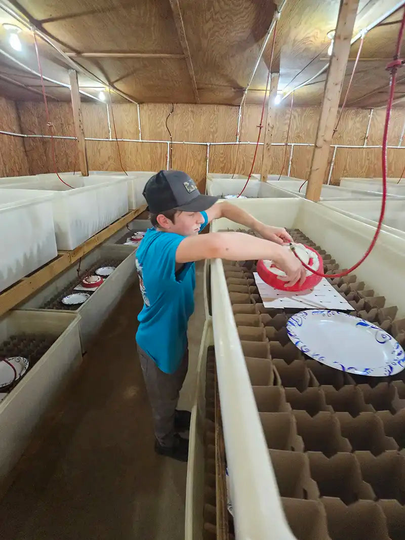 About Carolina Cricket Farms