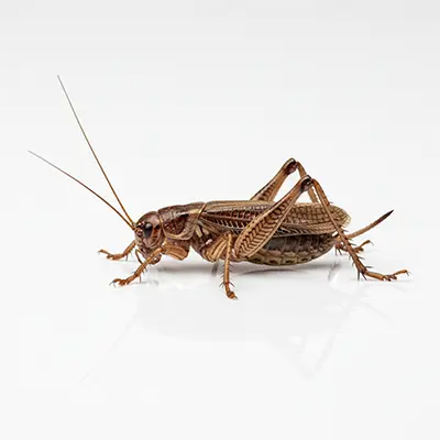Acheta Crickets For Sale | Live Acheta Domesticus