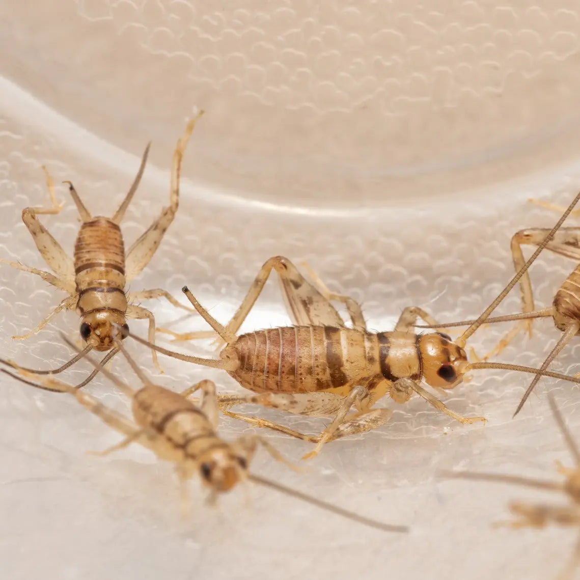 Crickets for sale raised in North Carolina. Perfect for reptiles, amphibians, fish bait, and crickets for leopard geckos, lizards. Choose your count and size, and we'll handle the rest with careful packing and fast fulfillment. Crickets for sale in North Carolina, South Carolina, Georgia, Florida, and across the U.S.