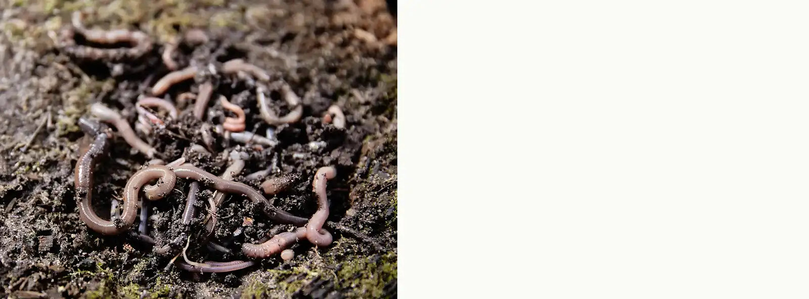 Carolina Cricket Farm