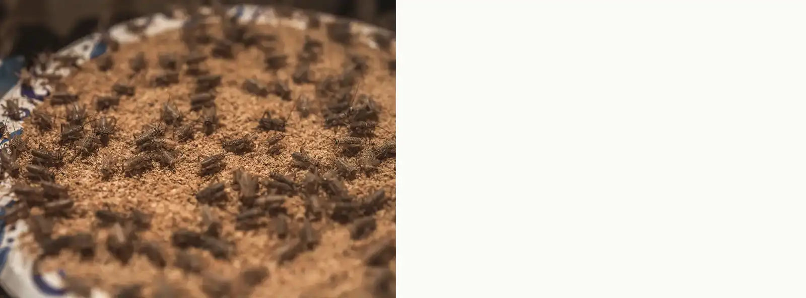 Carolina Cricket Farm