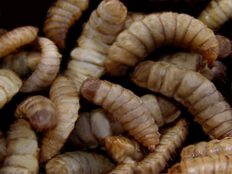 Black soldier fly larvae (Hermetia illucens) up close