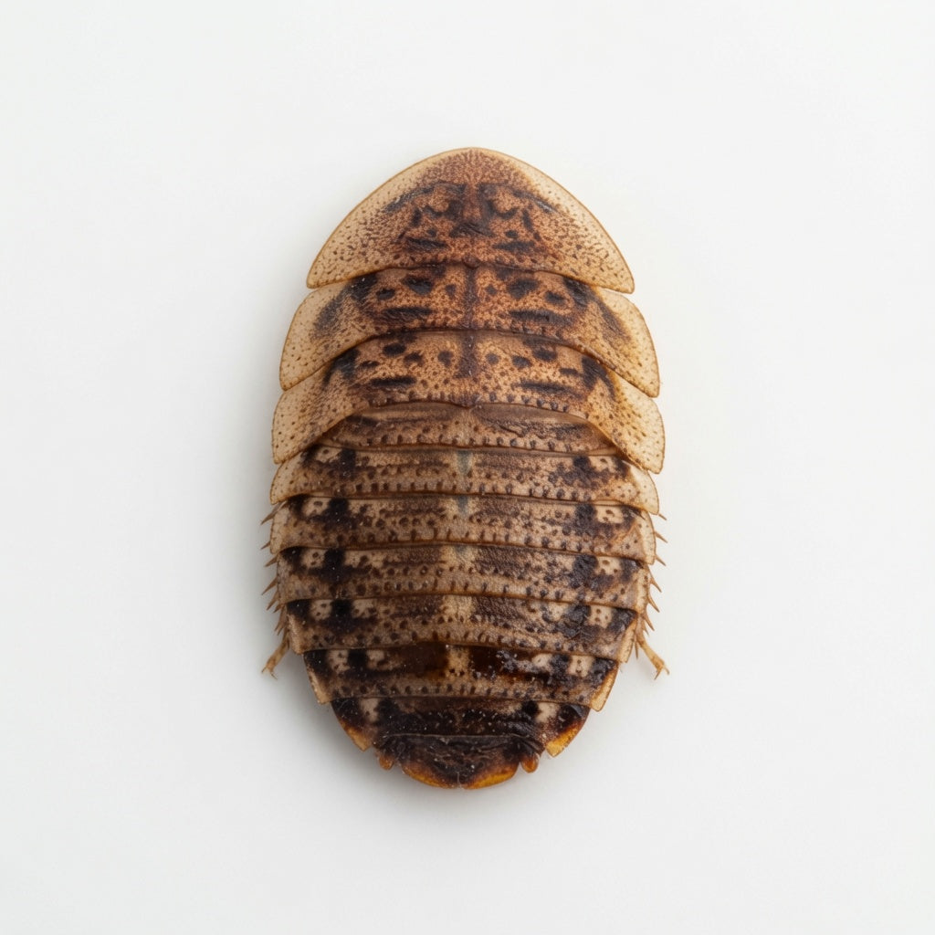 large dubia roache for reptile food and  microfeeders
