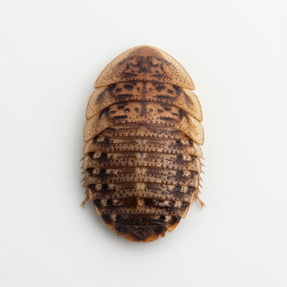 large dubia roache for reptile food and  microfeeders