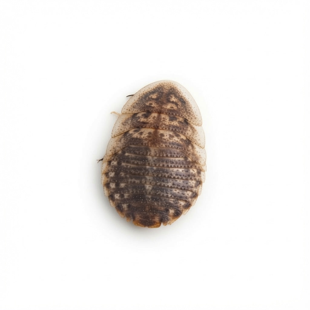 small dubia roache for reptile food and  microfeeders