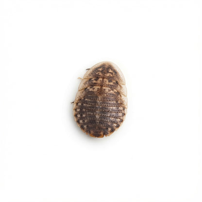 small-sized dubia roache for reptile food and  microfeeders