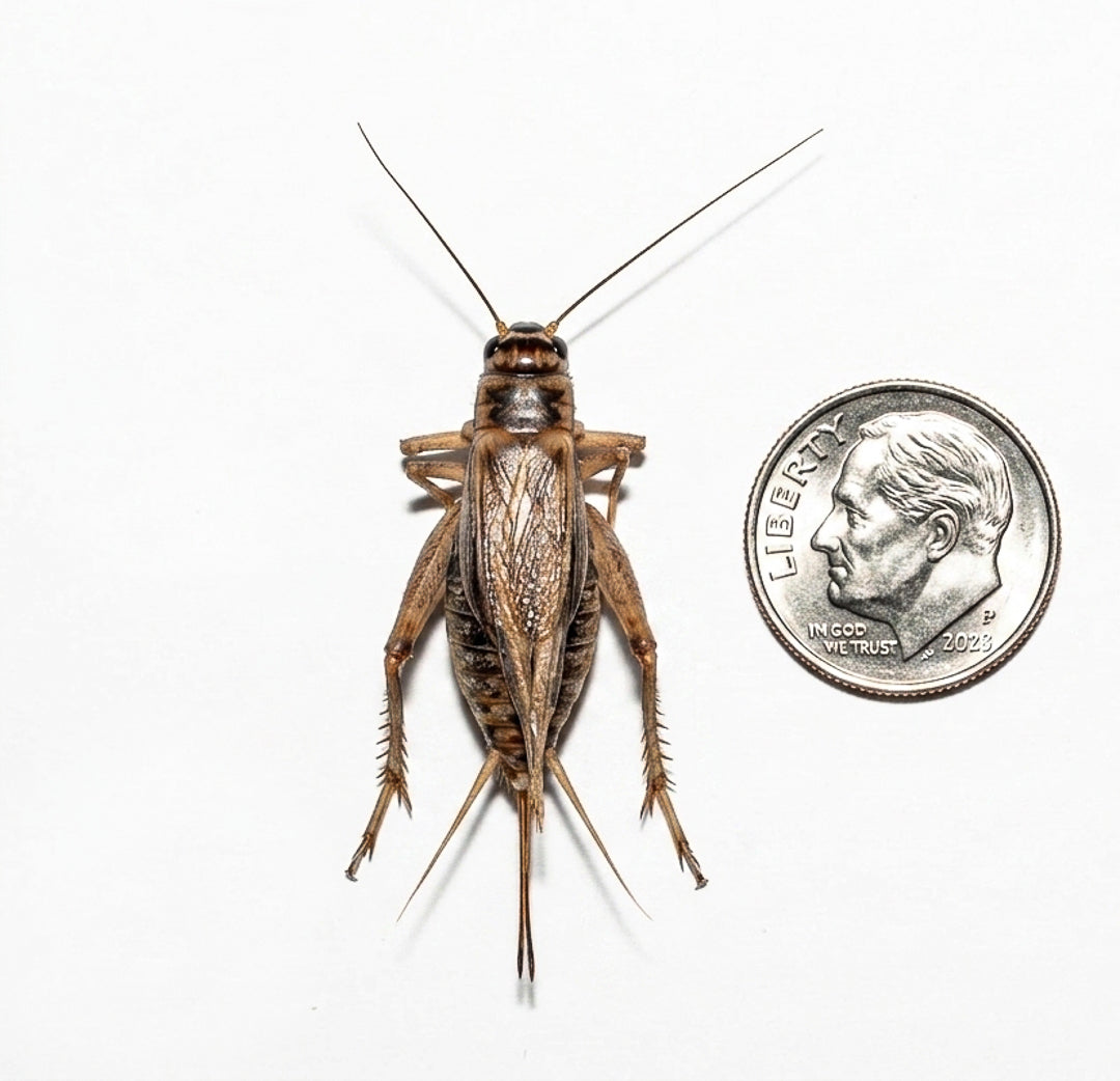 Acheta Crickets For Sale | Live Acheta Domesticus