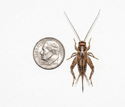 Acheta Crickets For Sale | Live Acheta Domesticus