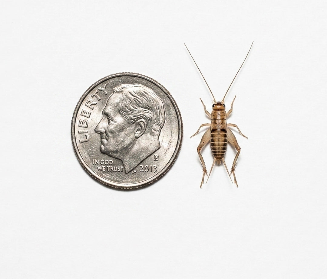 Acheta Crickets For Sale | Live Acheta Domesticus