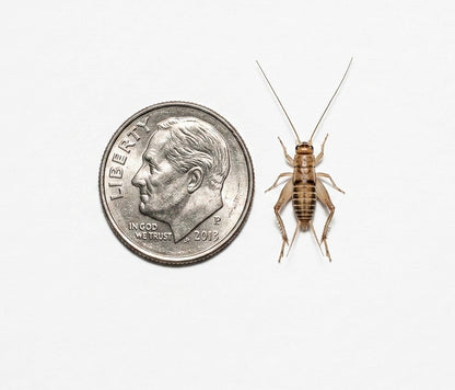 Acheta Crickets For Sale | Live Acheta Domesticus