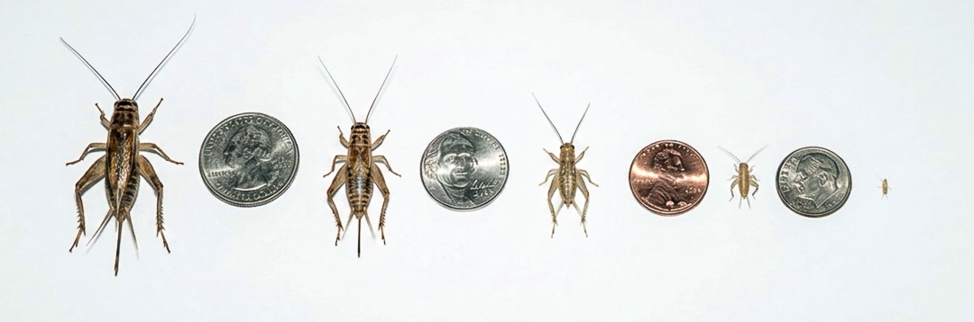 Acheta Crickets For Sale | Live Acheta Domesticus