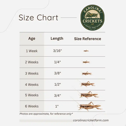 Cricket size chart showing 1 to 6 week growth stages with length references.