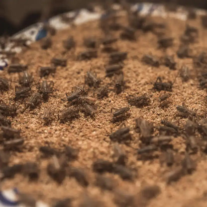 Close-up of live feeder crickets eating ground feed at a cricket farm.