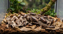 Live Dubia Roaches