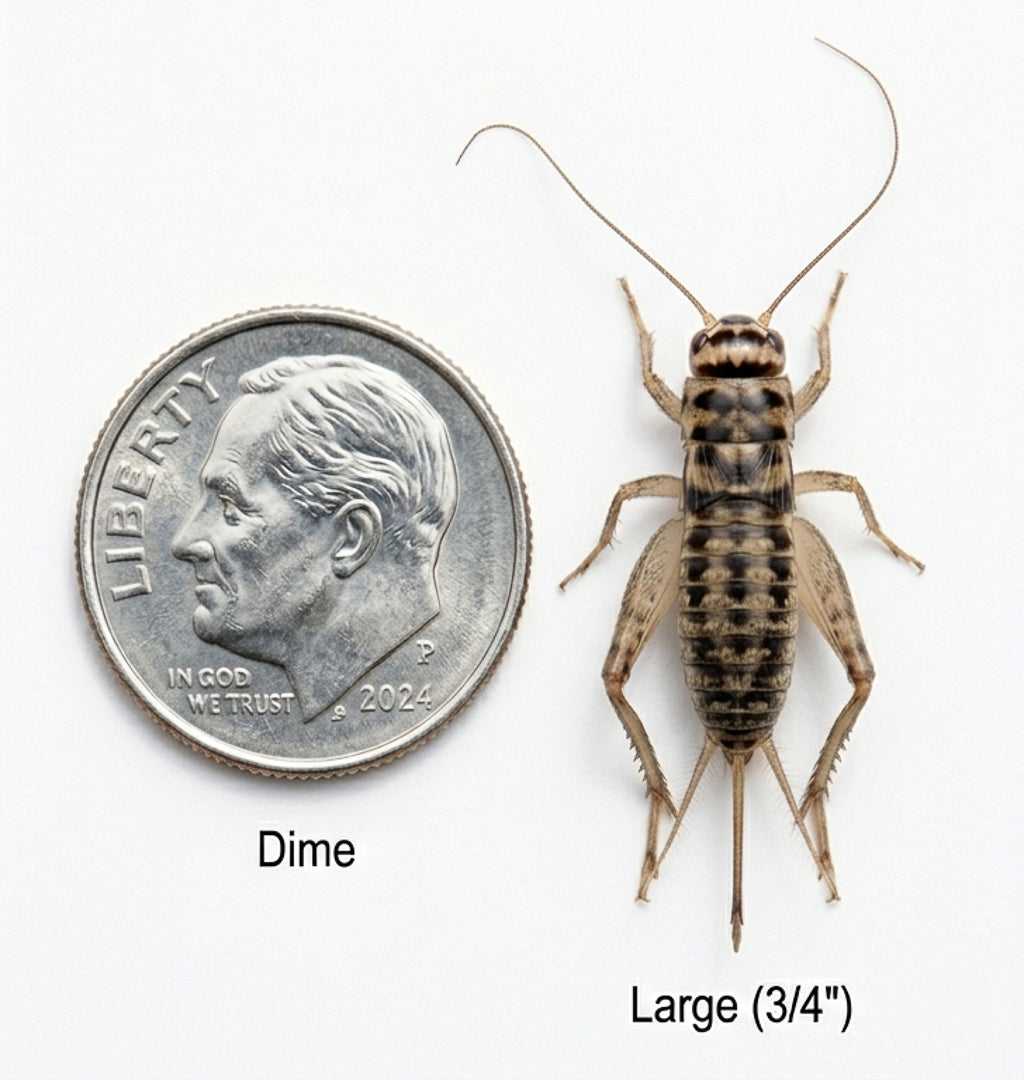 Banded Crickets For Sale | Live Banded Crickets