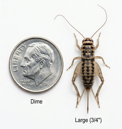 Banded Crickets For Sale | Live Banded Crickets
