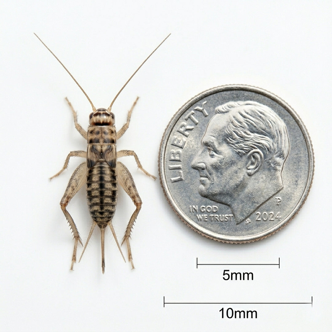 Banded Crickets For Sale | Live Banded Crickets