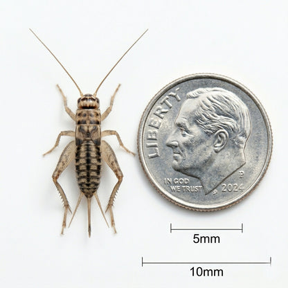 Banded Crickets For Sale | Live Banded Crickets