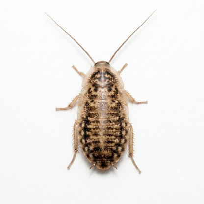 medium dubia roache for reptile food and  microfeeders