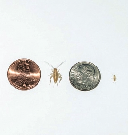 Banded Crickets For Sale | Live Banded Crickets