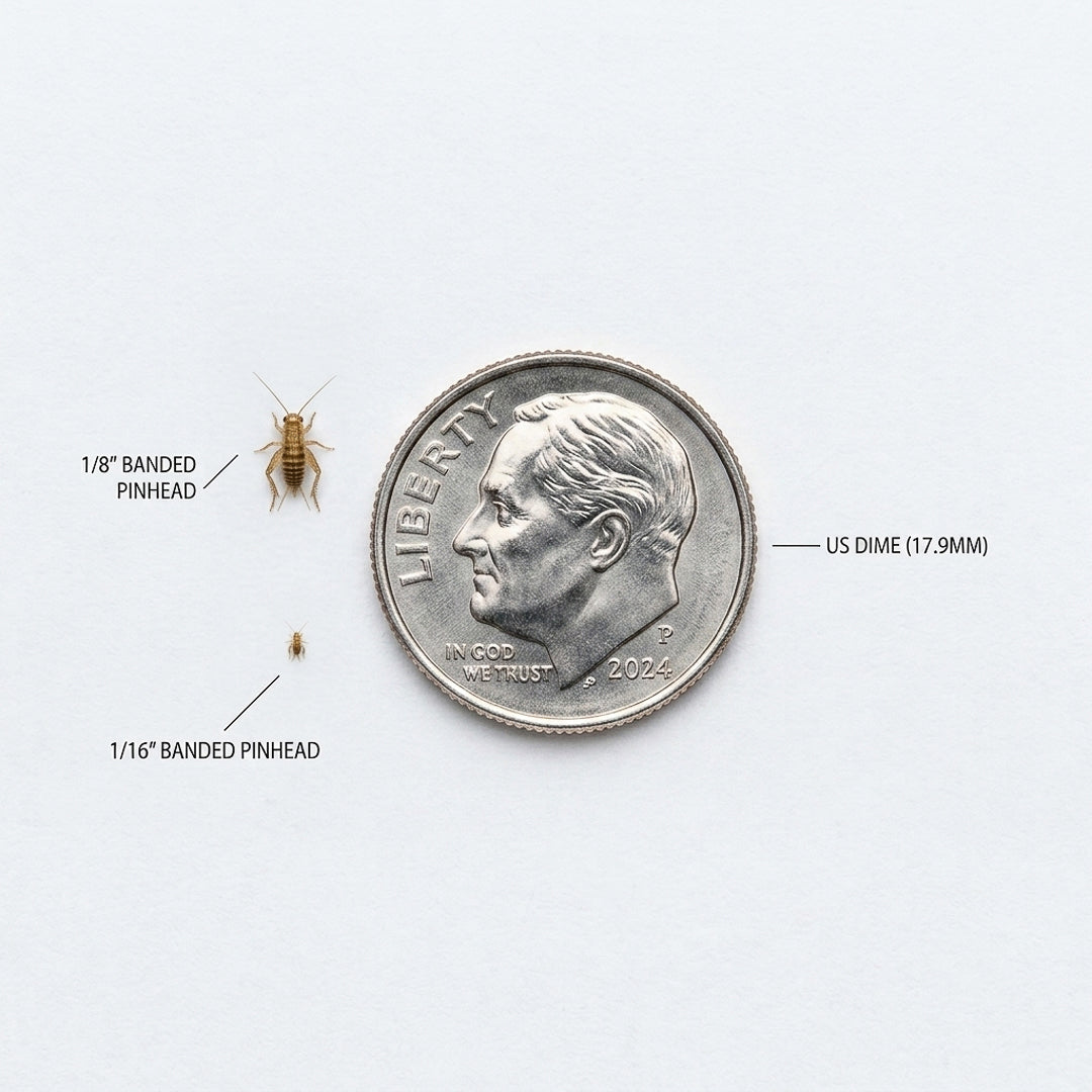 Banded Crickets For Sale | Live Banded Crickets