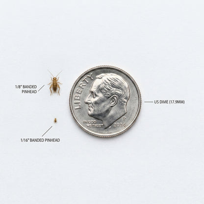Banded Crickets For Sale | Live Banded Crickets
