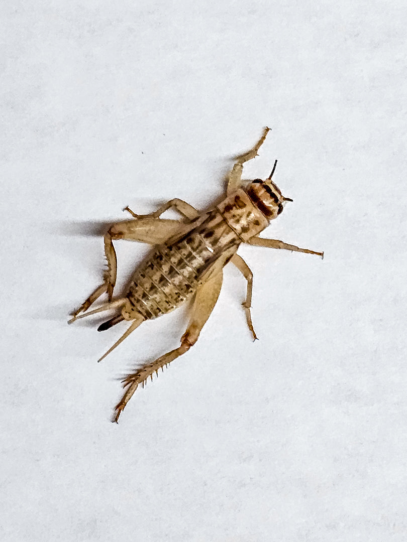 Acheta Crickets For Sale | Live Acheta Domesticus