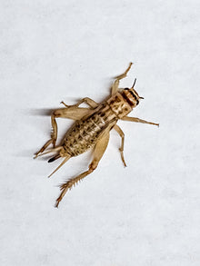 Pre-winged medium Acheta house cricket