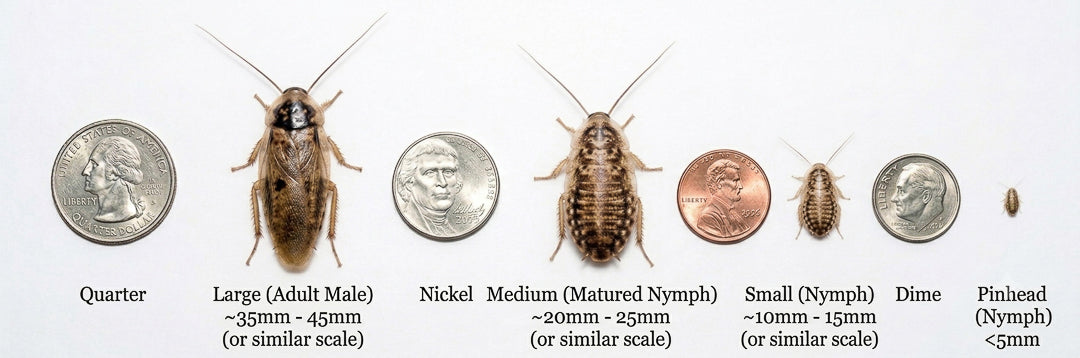 from nymph to large adult sized dubia roachaes at Carolina Crickets