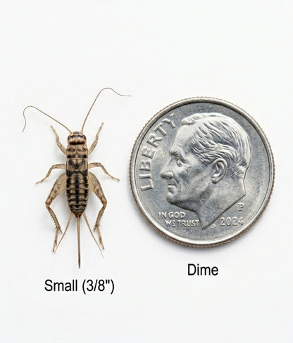 Banded Crickets For Sale | Live Banded Crickets