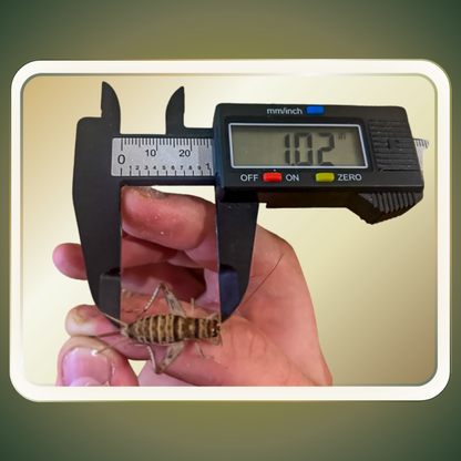Banded Crickets For Sale | Live Banded Crickets