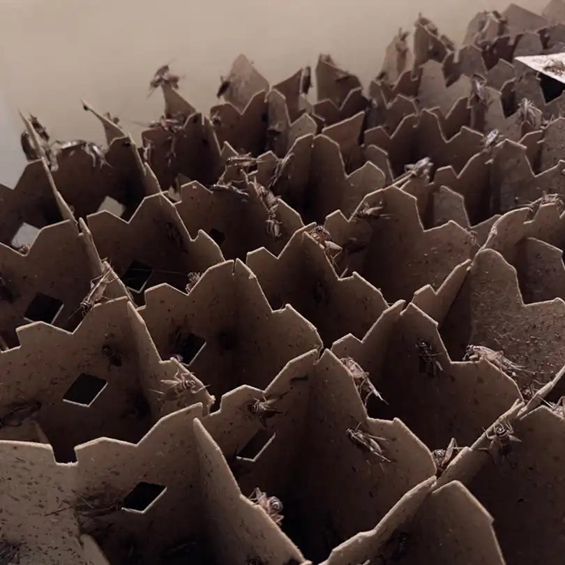 Carolina Crickets in a container