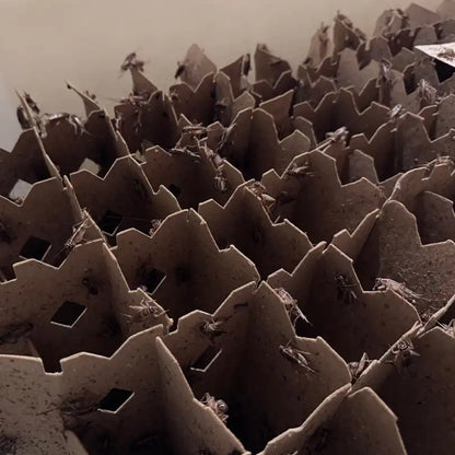 Carolina Crickets in a container