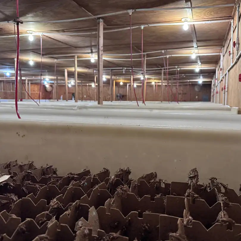 Cricket farm in North Carolina raising live crickets for sale in bulk and wholesale.