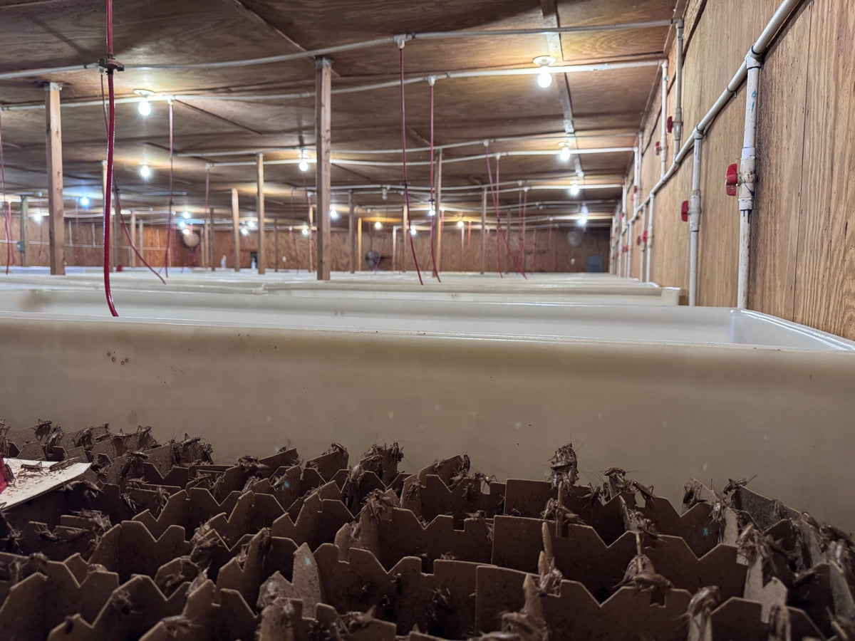 Live Crickets for Sale | Farm-Direct from Dunn NC - Carolina Crickets