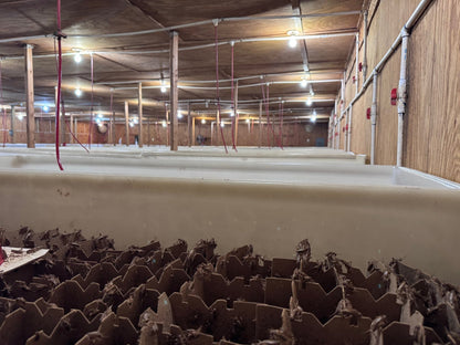 Live Crickets for Sale | Farm-Direct from Dunn NC - Carolina Crickets