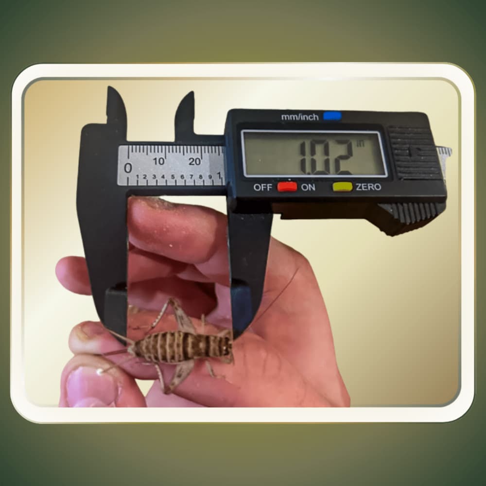 Live Crickets for Sale | Farm-Direct from Dunn NC - Carolina Crickets